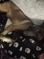 Akc Mali , a female Belgian Malinois for sale in Arlington, TX – 2 of 4