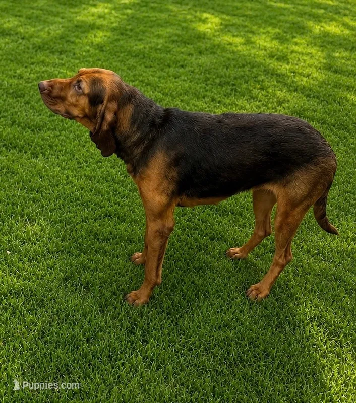 Akc Copper – Bloodhound puppy for sale in Arlington, TX