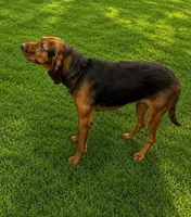 Akc Copper, a female Bloodhound for sale in Arlington, TX – 1 of 2