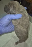 Everlynn, a female Great Dane for sale in Arlington, TX – 6 of 6