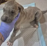 Everlynn, a female Great Dane for sale in Arlington, TX – 2 of 6