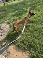 Akc Mali , a female Belgian Malinois for sale in Arlington, TX – 4 of 4