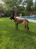 Akc Maleficent , a female Belgian Malinois for sale in Arlington, TX – 2 of 3