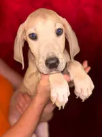Lainey, a female Great Dane for sale in Arlington, TX – 3 of 4