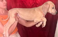 Lainey, a female Great Dane for sale in Arlington, TX – 2 of 4