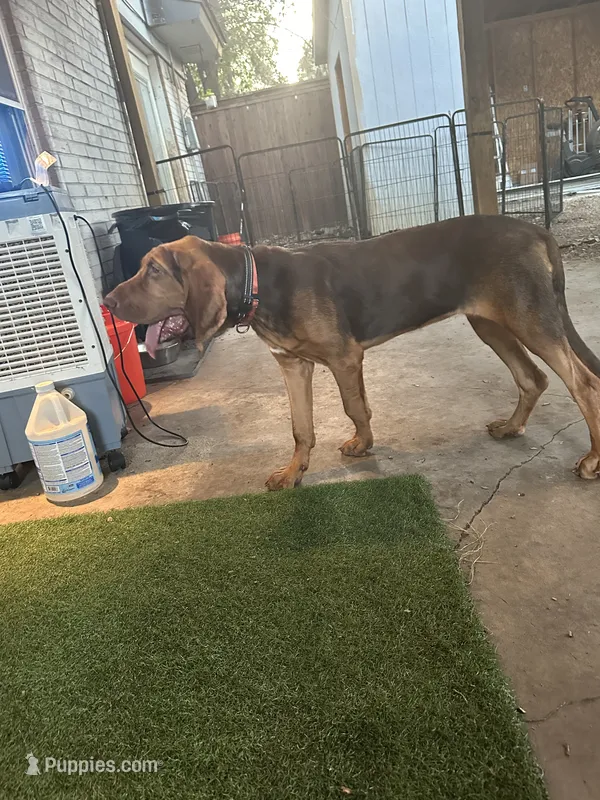 Akc Copper – Bloodhound puppy for sale in Arlington, TX