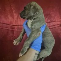 Everlynn, a female Great Dane for sale in Arlington, TX – 4 of 6