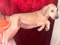 Lainey, a female Great Dane for sale in Arlington, TX – 4 of 4
