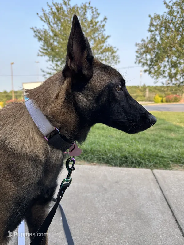 Akc Mali  – Belgian Malinois puppy for sale in Arlington, TX