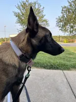Akc Mali , a female Belgian Malinois for sale in Arlington, TX – 1 of 4