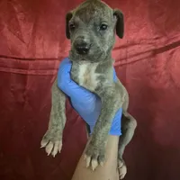 Everlynn, a female Great Dane for sale in Arlington, TX – 3 of 6