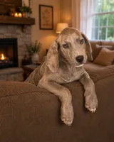 Everlynn, a female Great Dane for sale in Arlington, TX – 1 of 6