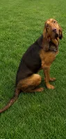 Akc Copper, a female Bloodhound for sale in Arlington, TX – 2 of 2