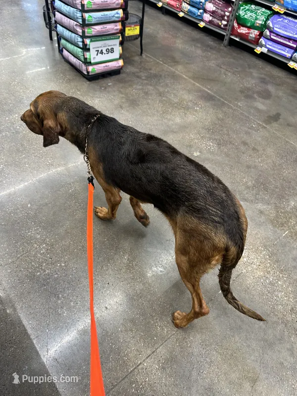 Copper – Bloodhound puppy for sale in Arlington, TX
