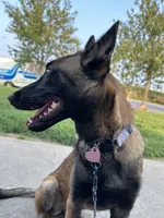 Akc Mali , a female Belgian Malinois for sale in Arlington, TX – 3 of 4