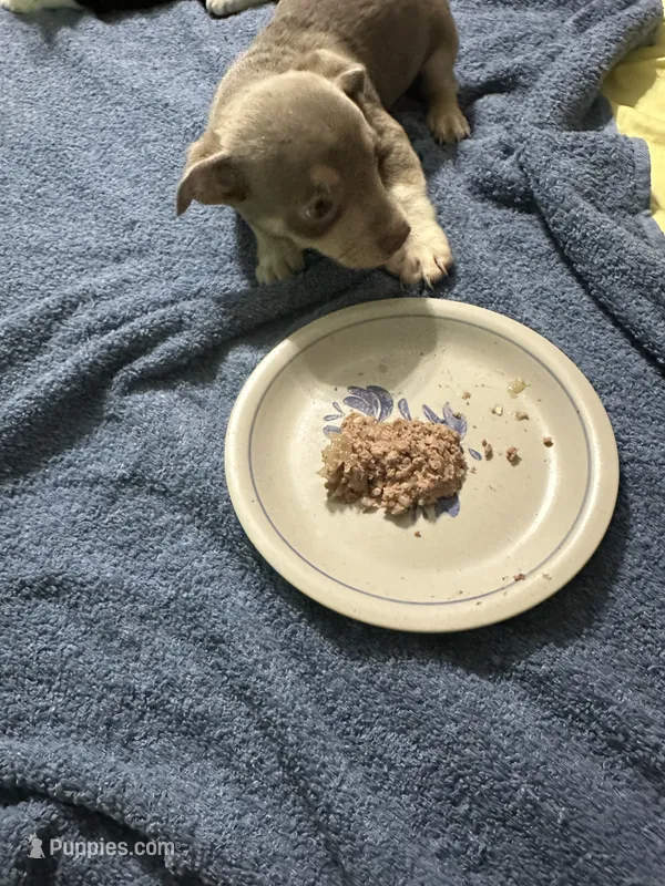 Silver – Chihuahua puppy for sale in Barnwell, SC