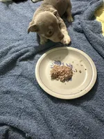 Silver, a male Chihuahua for sale in Barnwell, SC – 1 of 4
