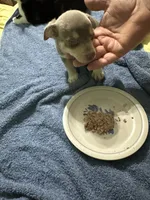 Silver, a male Chihuahua for sale in Barnwell, SC – 2 of 4