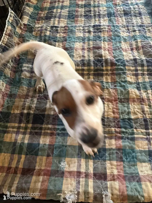 Denny, a male Miniature Dachshund for sale in Barnwell, SC – 1 of 5