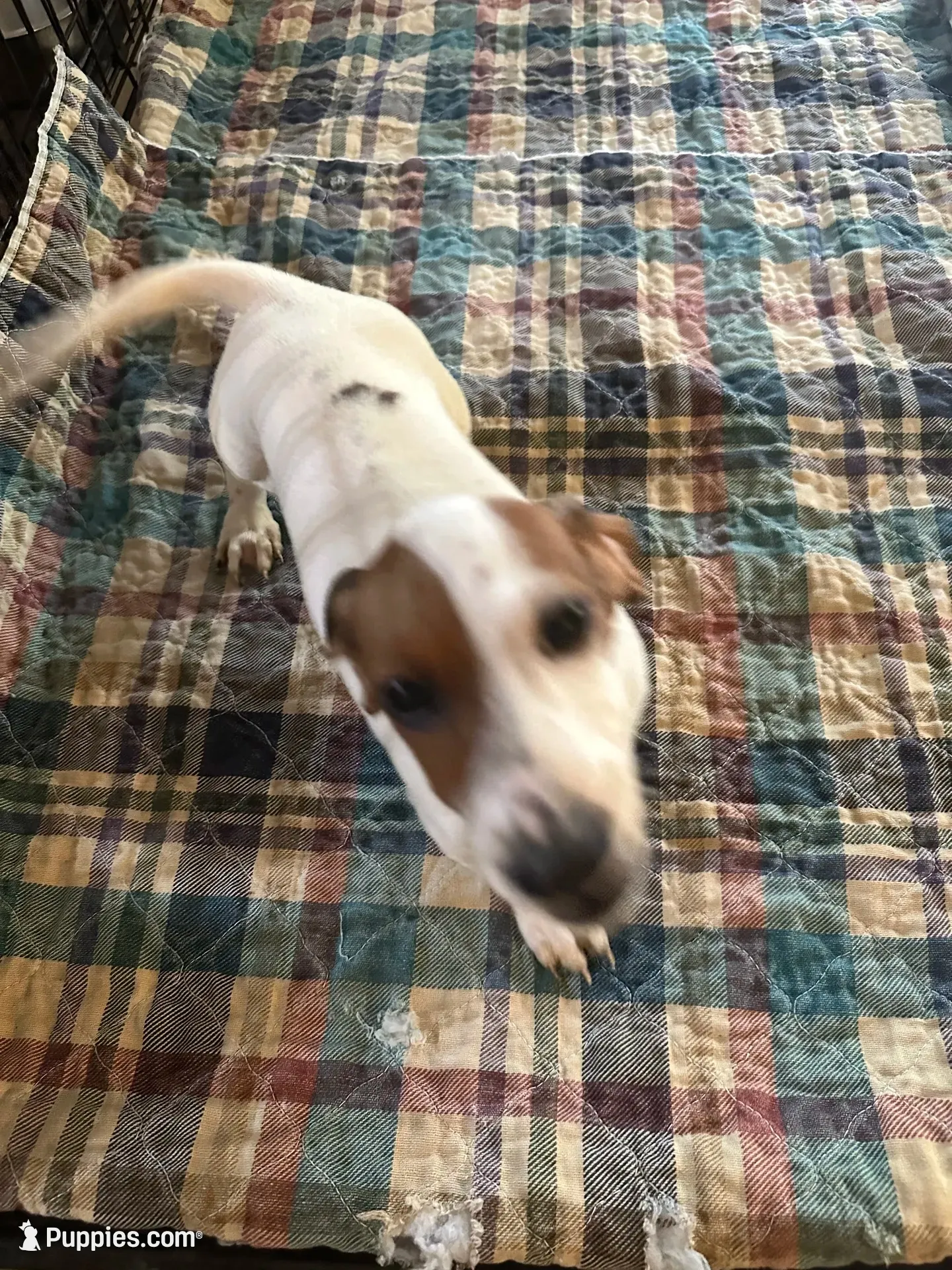 Denny, a male Miniature Dachshund for sale in Barnwell, SC – 1 of 5