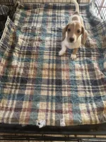 Annie, a female Miniature Dachshund for sale in Barnwell, SC – 3 of 5