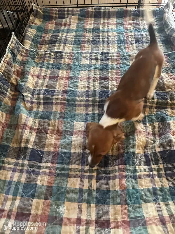 Brittney, a female Miniature Dachshund for sale in Barnwell, SC – 1 of 4