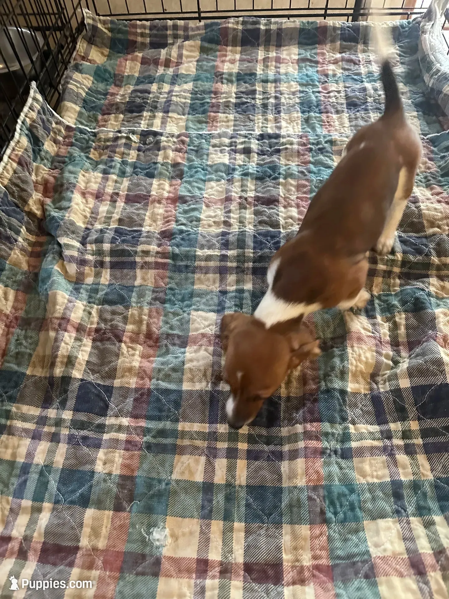 Brittney, a female Miniature Dachshund for sale in Barnwell, SC – 1 of 4