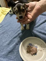 Jett, a male Chihuahua for sale in Barnwell, SC – 3 of 4