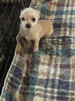 Tina, a female Chihuahua for sale in Barnwell, SC – 3 of 4