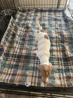 Annie, a female Miniature Dachshund for sale in Barnwell, SC – 2 of 5