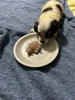 Peppermint, a female Chihuahua for sale in Barnwell, SC – 3 of 4