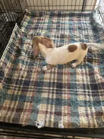 Annie, a female Miniature Dachshund for sale in Barnwell, SC – 5 of 5