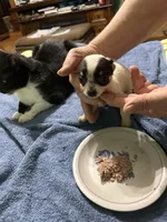 Star, a female Chihuahua for sale in Barnwell, SC – 4 of 4