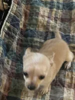 Tina, a female Chihuahua for sale in Barnwell, SC – 2 of 4