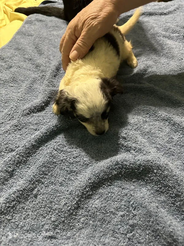 Peppermint – Chihuahua puppy for sale in Barnwell, SC