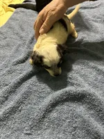 Peppermint, a female Chihuahua for sale in Barnwell, SC – 1 of 4