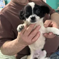 D3, a male Chihuahua for sale in Barnwell, SC – Photo 1 of 5