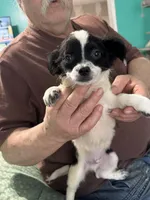 D3, a male Chihuahua for sale in Barnwell, SC – Photo 1 of 5