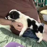 D3, a male Chihuahua for sale in Barnwell, SC – Photo 3 of 5