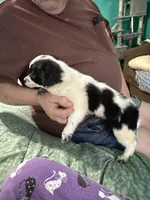 D3, a male Chihuahua for sale in Barnwell, SC – Photo 3 of 5