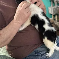 D3, a male Chihuahua for sale in Barnwell, SC – Photo 5 of 5