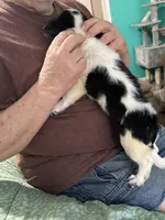 D3, a male Chihuahua for sale in Barnwell, SC – Photo 5 of 5