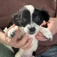 D3, a male Chihuahua for sale in Barnwell, SC – Photo 2 of 5