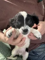 D3, a male Chihuahua for sale in Barnwell, SC – Photo 2 of 5