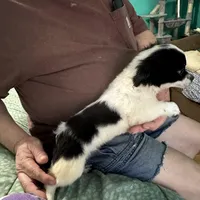 D3, a male Chihuahua for sale in Barnwell, SC – Photo 4 of 5