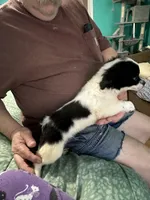 D3, a male Chihuahua for sale in Barnwell, SC – Photo 4 of 5