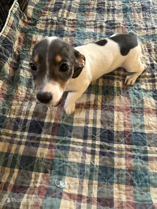 Elly – Miniature Dachshund puppy on hold in Barnwell, SC