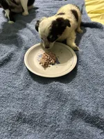 Peppermint, a female Chihuahua for sale in Barnwell, SC – 4 of 4