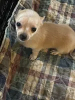 Tina, a female Chihuahua for sale in Barnwell, SC – 1 of 4