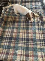 Denny, a male Miniature Dachshund for sale in Barnwell, SC – 3 of 5